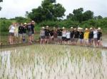 rice-farming